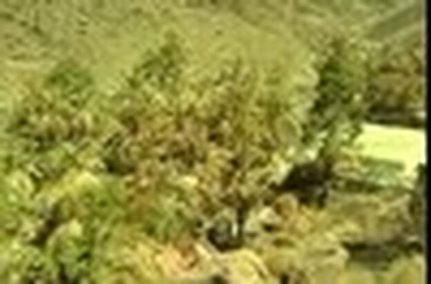 Pedro Codina, director: "Hemos puesto un plazo de un año. Cuando te metes en las entrañas del incendio hay cosas que duelen mucho más"