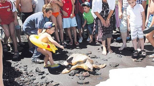 El Cabildo de La Palma protegerá las especies de tortuga boba de Fuencaliente