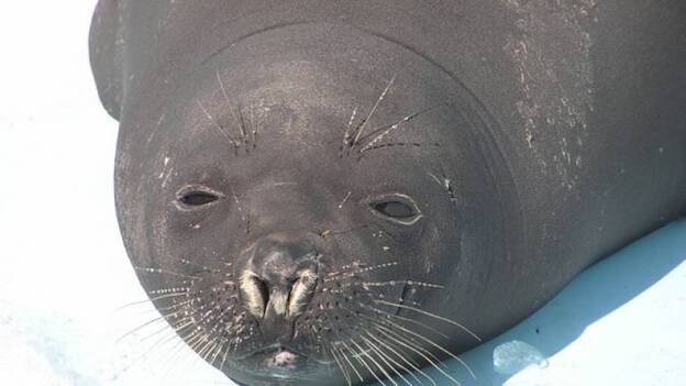 La foca polar 'Sáhara' termina su periplo en un pueblo vasco