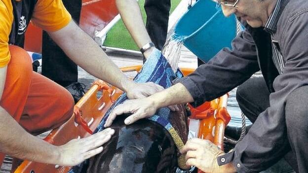 Buscan familia para una cría de calderón