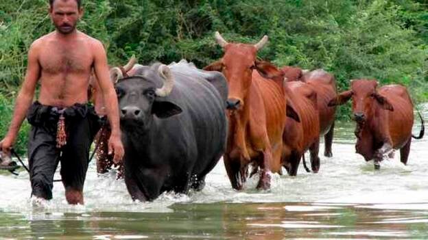 Ayuda a los afectados por las lluvias en Pakistán