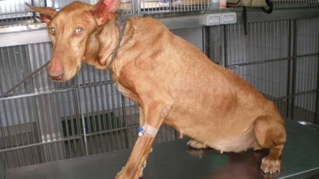 El Gusano Del Corazon Amenaza Al Podenco Canario Canarias7