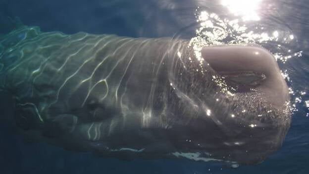 A vueltas con los cachalotes canarios