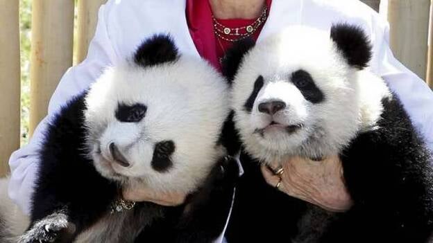 Los panda nacidos en el zoo de Madrid dan sus primeros pasos ante la Reina