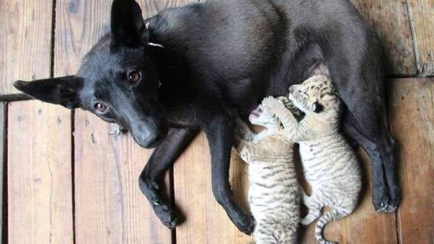 Dos cachorros de "ligre" abandonados sobreviven amamantados por una perra