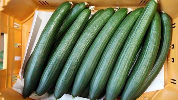El SCS dice que la infección por pepinos puede ser por contaminación cruzada