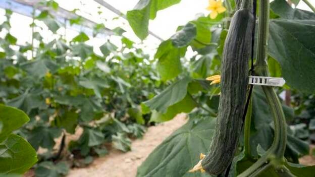Alemania dice que los pepinos españoles no son la fuente de "E. coli"