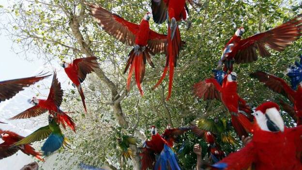 Guinness por la mayor reproducción de Guacamayas