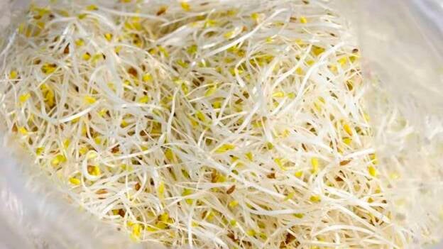 Alemania vincula el "E.coli" a una explotación de soja de la Baja Sajonia