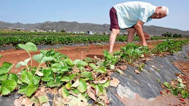 El calor arruina los cultivos
