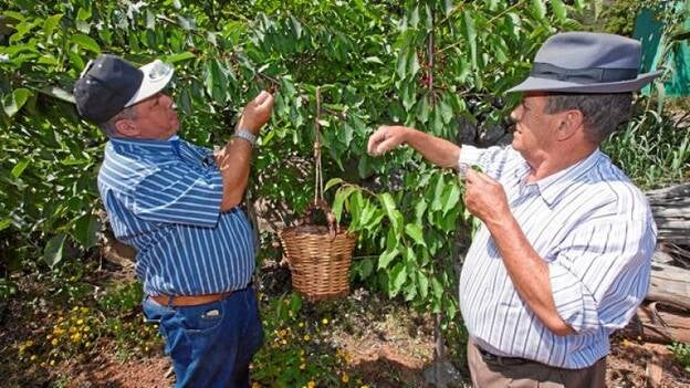 El Rincón, donde la fruta brilla