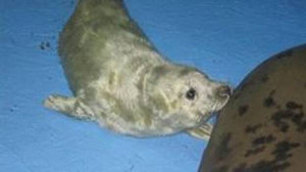 Dos focas robot, las nuevas mascotas de las víctimas del tsunami de Japón