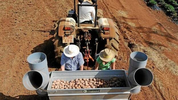 Más papas, pese a los excedentes