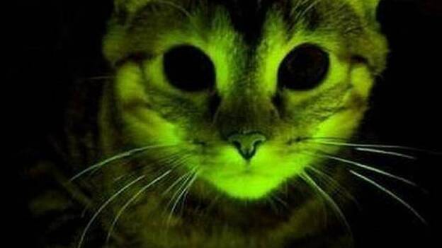 Gatos fluorescentes para combatir el sida