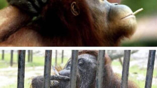 Campaña para que dos orangutanes con mono dejen de fumar