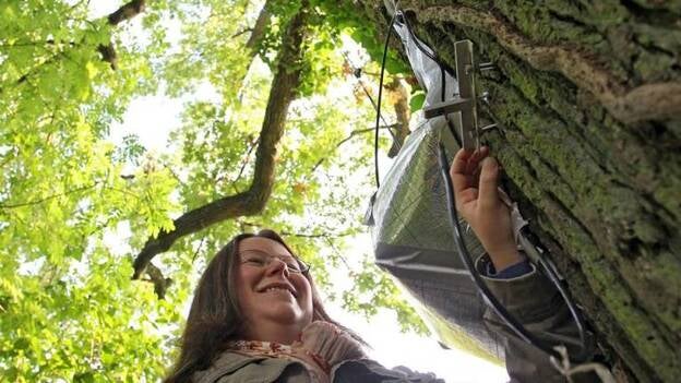 'El árbol que habla' como embajador de la naturaleza