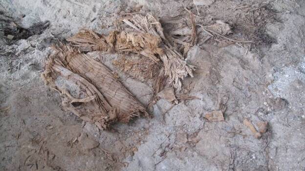 El Cabildo excava una supuesta tumba aborigen en Tauro