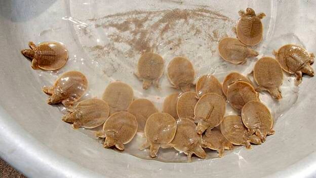 Monjes budistas luchan contra la extinción de una rara tortuga en Camboya