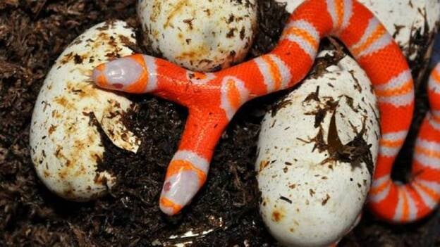 Una serpiente de leche hondureña con dos cabezas nace en EEUU