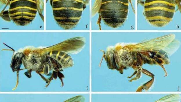 Una nueva especie de abejas demuestra la mayor antigüedad del istmo de Panamá