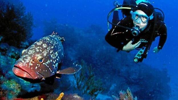 Los buceadores animan a hacer inmersiones en el resto de la isla