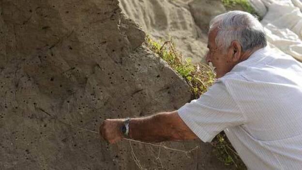 La fortaleza de las avispas asesinas