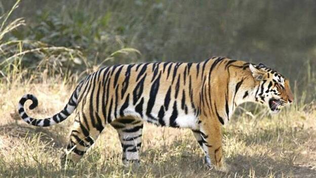Nepal se lanza a la busca de caca de tigre