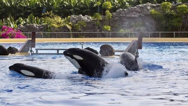 Morgan convive con otras orcas del Loro Parque una semana después de llegar