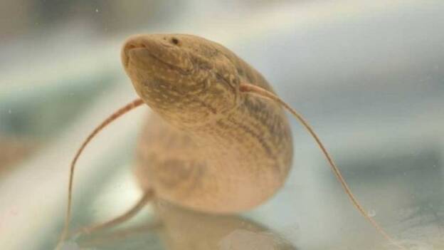 Hallan un pez con patas y pulmonado que podría ser un eslabón clave en la evolución