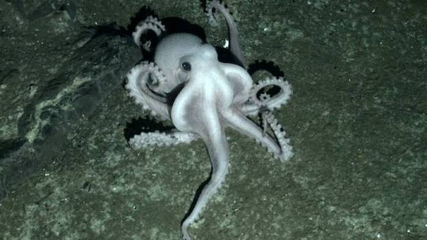 Hallan un 'mundo perdido' alrededor de la Antártida