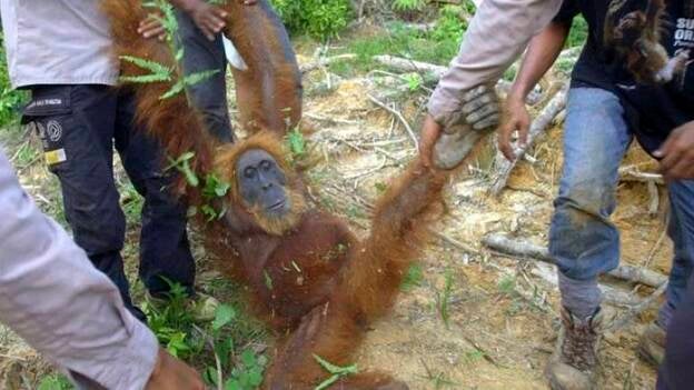 Cientos de orangutanes evacuados por la deforestación