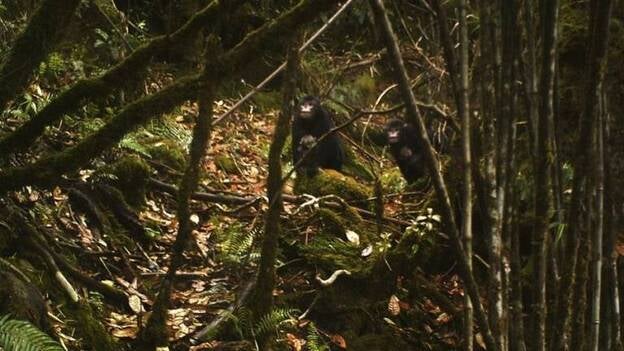 Primeras fotos de la especie de "monos de cara chata" hallada en Birmania