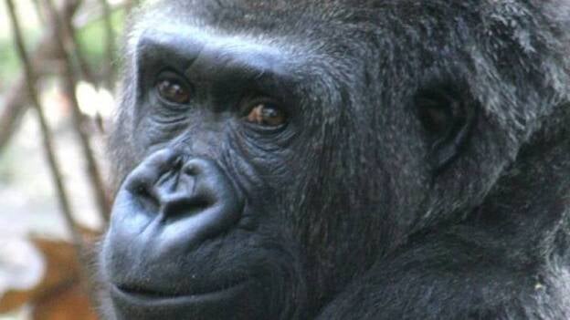 Muere de disentería a los 32 años la gorila Virunga, hija de Copito de Nieve