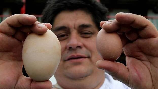 Una gallina colombiana busca el Récord Guinnes tras poner un huevo de 245 gramos