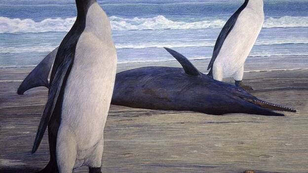 Reconstruyen pingüinos gigantes que habitaron Nueva Zelanda en la prehistoria