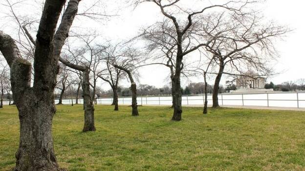 100 años de cerezos japoneses en Washington