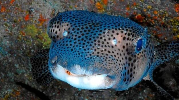 Peces a la espera de buceadores