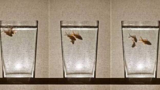 Tomaso Hernández exhibe una metáfora sobre la crisis en Saro León