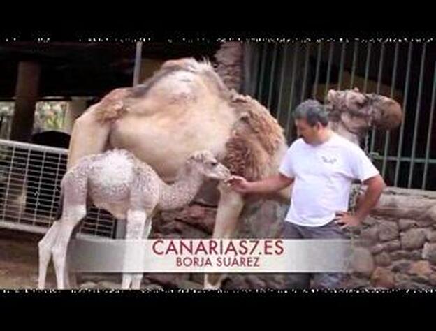 Aumenta la familia de dromedarios en Arteara