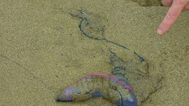 Tías pide una reunión del Consorcio de Seguridad de Lanzarote por las medusas