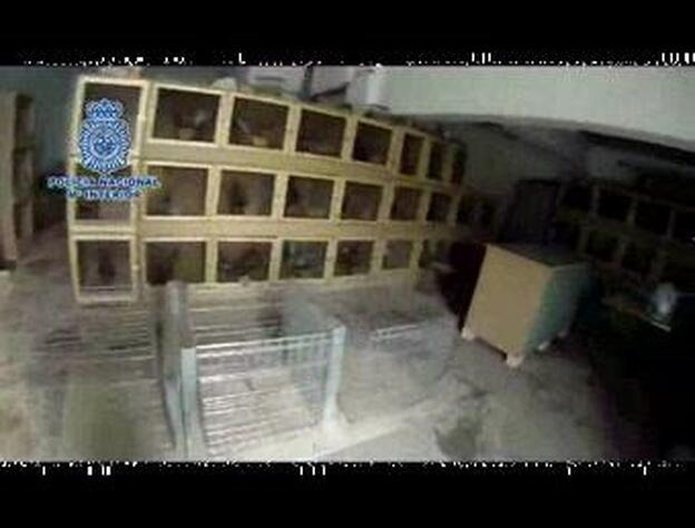 Caen dos matriarcados de delincuentes