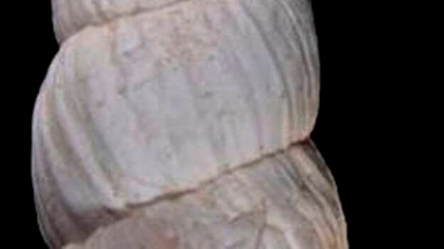 El estudio de fósiles revela al menos cuatro cambios climáticos en Canarias