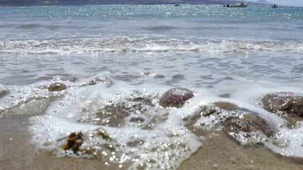 La ULPGC achaca los bancos de medusas al calentamiento de las aguas canarias