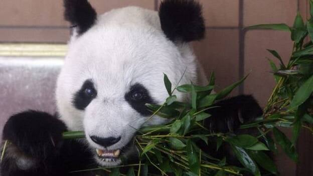 Nace en el zoo de Tokio una cría de panda gigante, la primera en 24 años