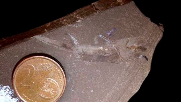 Se presenta en sociedad el tiburón "Pablito", el más pequeño de la Tierra