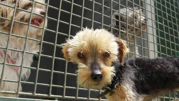 ¡No al abandono de animales!