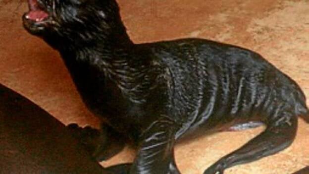 El Oasis Park acoge el octavo nacimiento de un león marino y ya reúne a 15