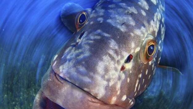 Arturo Telle gana el concurso de fotos submarinas tras la erupción de El Hierro