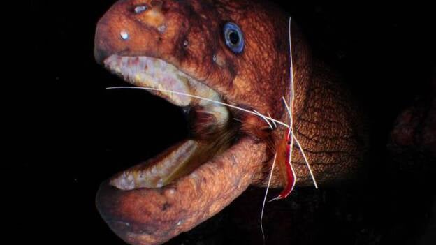 Open Fotosub El Hierro 2012