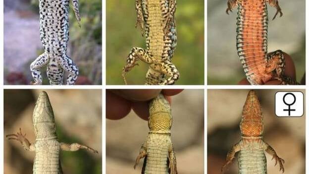 La lagartija del Pirineo catalán prefiere aparearse con las de su mismo color